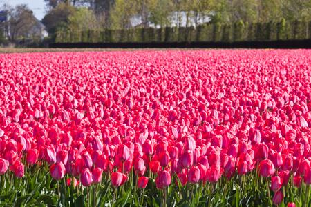 在荷兰花卉场种植的红郁金香图片