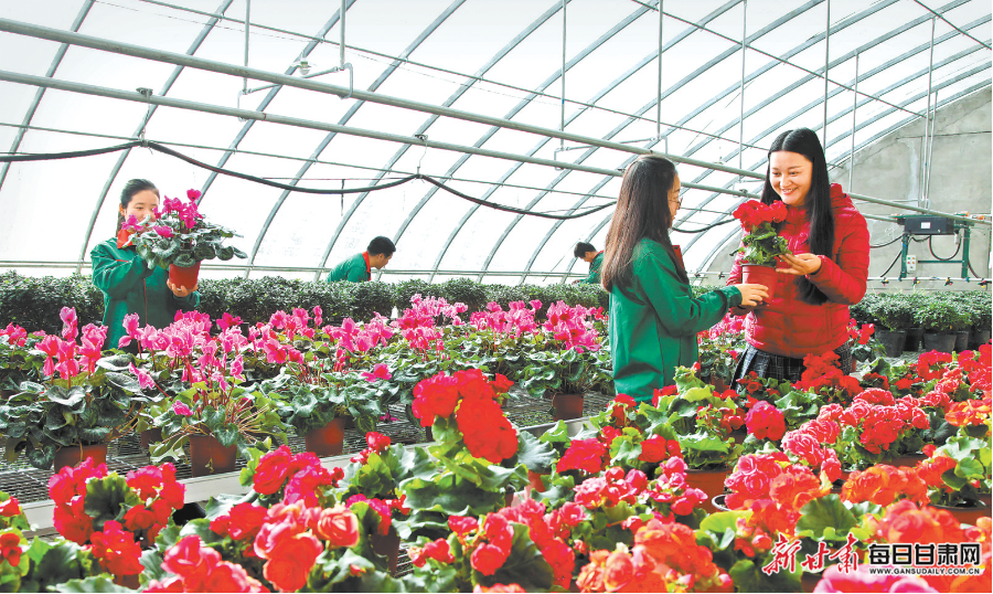 「图片新闻」临夏百益现代农业孵化培育花卉种植合作社的花卉大棚