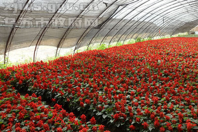 促增收 八十四户乡依托合作社发展花卉种植[图-乡镇信息-乌苏市政府网