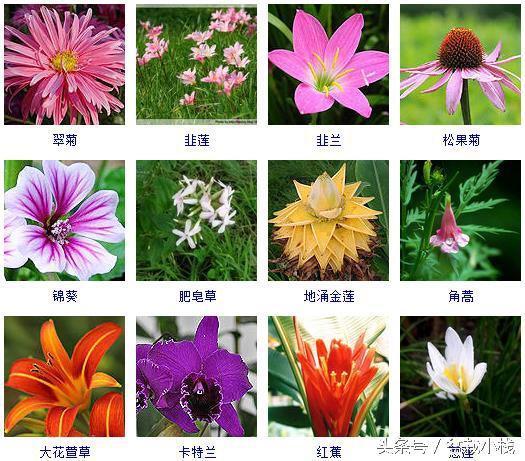 这140种秋天开花的花卉你都见过吗?