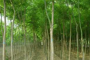 木瓜苗种植 其他绿化苗木 找产品 中国网库洛阳分站 帮助所有企业做成网上的B2B生意