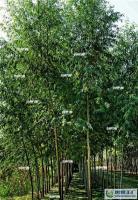 大量1农神竹柳种苗 品种优良[供应]_绿化苗木