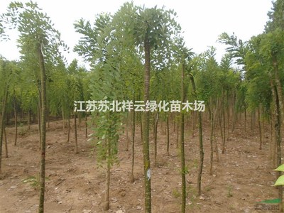 江苏苏北祥云绿化苗木场