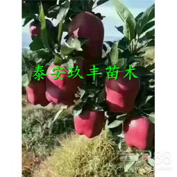 【阿克苏苹果苗报价】-