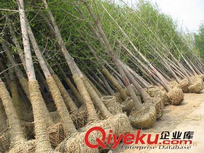 供应银杏树 嫁接银杏树 可作庭荫树-邳州市飞越银杏苗木购销部提供供应银杏树 嫁接银杏树 可作庭荫树的相关介绍、产品、服务、图片、价格邳州市飞越银杏苗木购销部、银杏树;银杏苗;银杏叶;银杏果