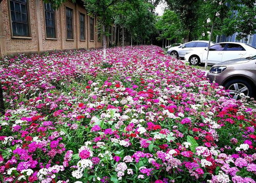 论斤卖 的10种花卉种子,花海都种它, 靠天吃饭 就能活