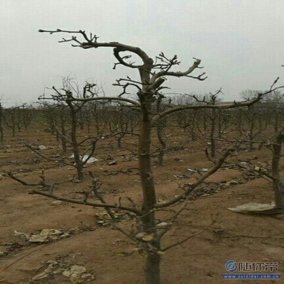 【水晶梨苗厂家价格早酥红梨苗良种】泰安高新区旺运苗木中心 - 产品库